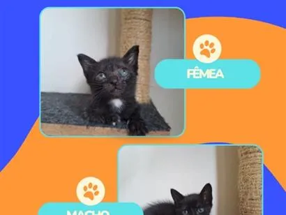 Gato raça SRD-ViraLata idade Abaixo de 2 meses nome Ambos sem nome 