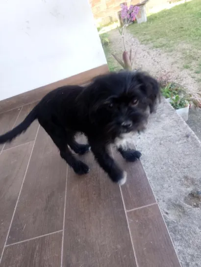 Cachorro raça SRD-ViraLata idade 2 a 6 meses nome Amora