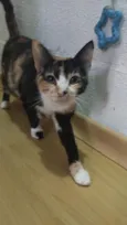 Lua