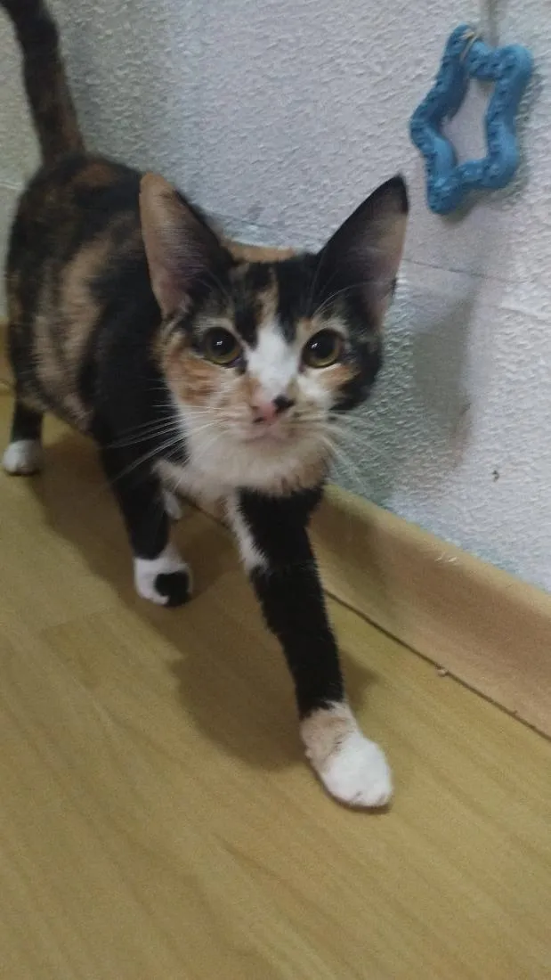 Gato raça SRD-ViraLata idade 1 ano nome Lua