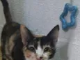 Lua