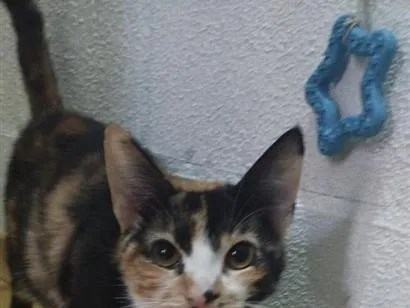 Gato raça SRD-ViraLata idade 1 ano nome Lua