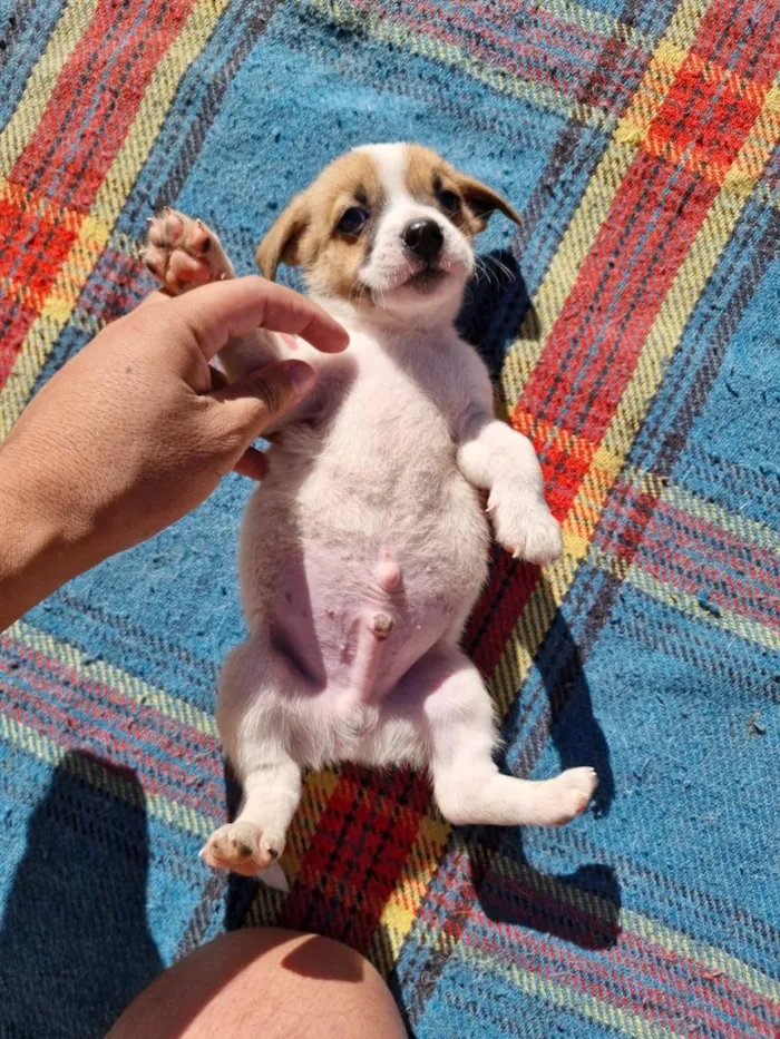 Cachorro raça SRD-ViraLata idade Abaixo de 2 meses nome doação macho