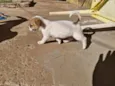 doação macho