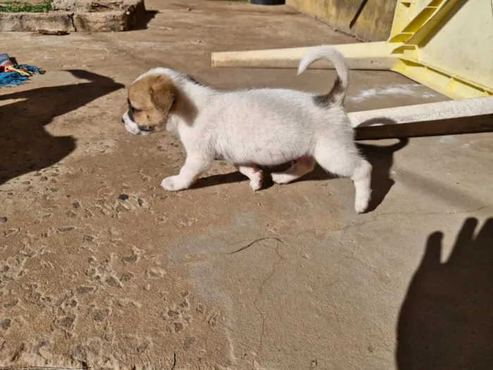 Cachorro raça SRD-ViraLata idade Abaixo de 2 meses nome doação macho