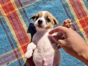Cachorro raça SRD-ViraLata idade Abaixo de 2 meses nome doação macho