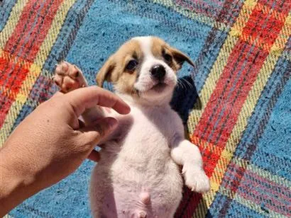 Cachorro raça SRD-ViraLata idade Abaixo de 2 meses nome doação macho