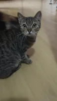 Nala