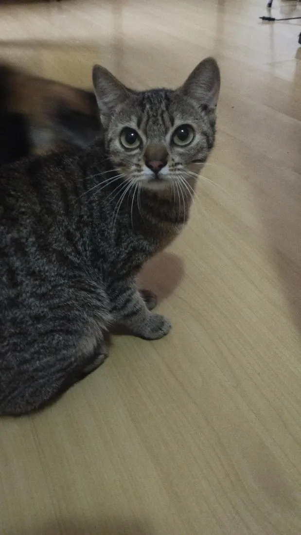 Gato raça SRD-ViraLata idade 2 anos nome Nala