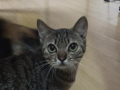 Gato raça SRD-ViraLata idade 2 anos nome Nala