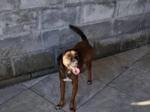 Cachorro raça SRD-ViraLata idade 3 anos nome Rosinha