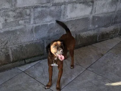 Cachorro raça SRD-ViraLata idade 3 anos nome Rosinha