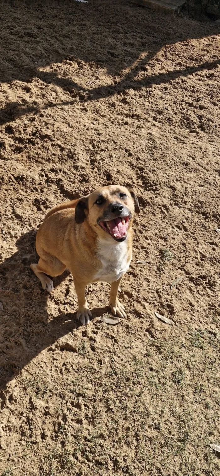 Cachorro raça SRD-ViraLata idade 3 anos nome Minnie