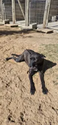 Lena