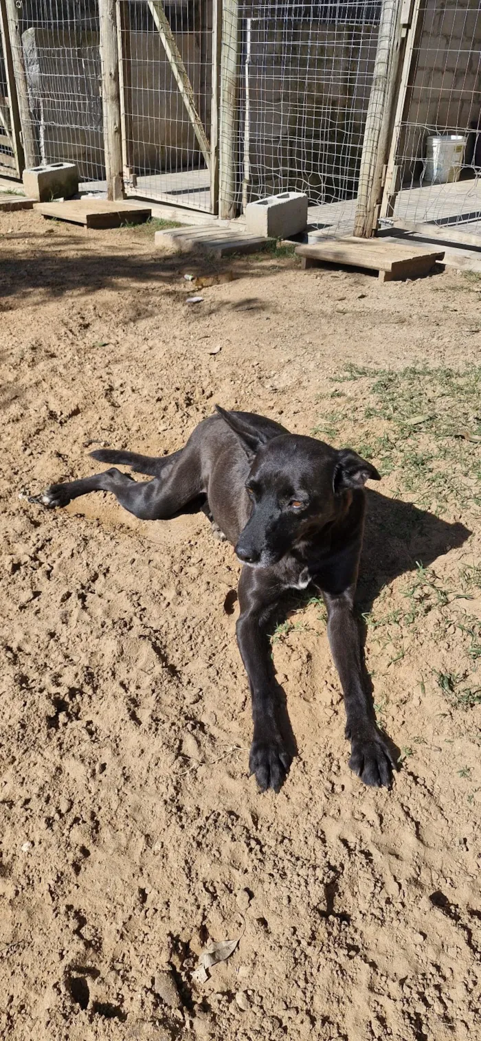 Cachorro raça SRD-ViraLata idade 5 anos nome Lena