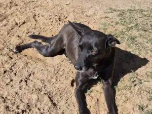 Cachorro raça SRD-ViraLata idade 5 anos nome Lena