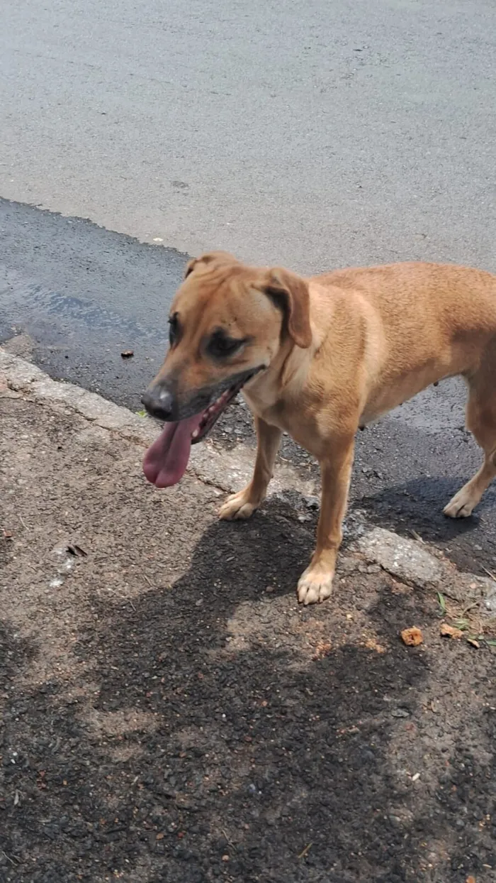 Cachorro raça SRD-ViraLata idade 3 anos nome Princesa
