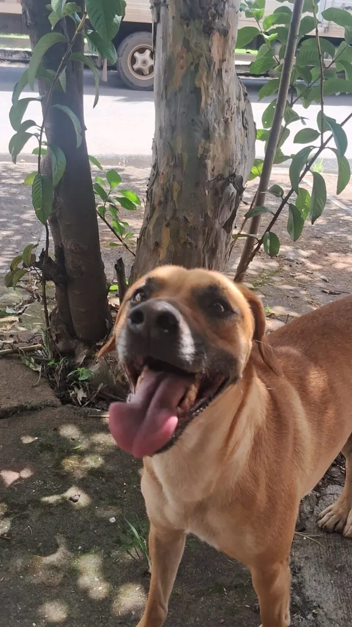 Cachorro raça SRD-ViraLata idade 3 anos nome Princesa