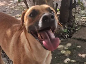 Cachorro raça SRD-ViraLata idade 3 anos nome Princesa