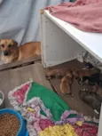 São 9 filhotinhos 