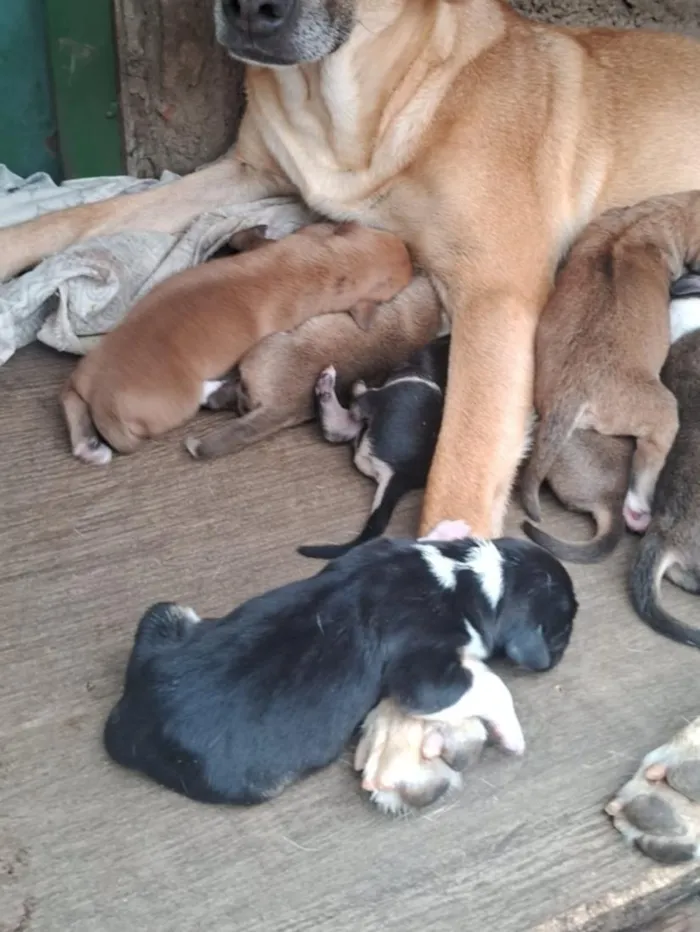 Cachorro raça SRD-ViraLata idade Abaixo de 2 meses nome São 9 filhotinhos 