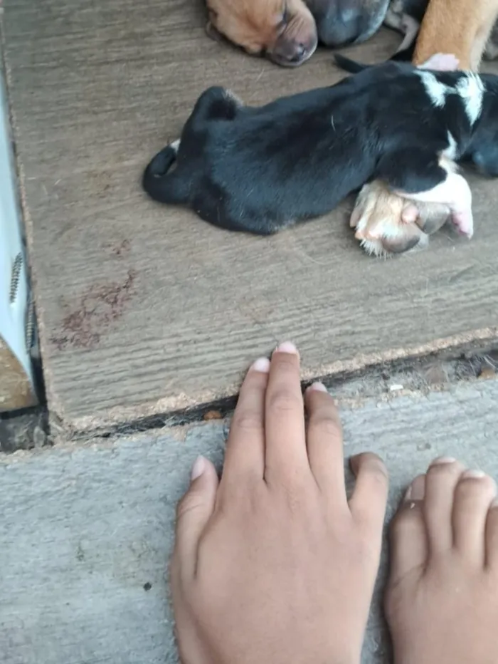 Cachorro raça SRD-ViraLata idade Abaixo de 2 meses nome São 9 filhotinhos 