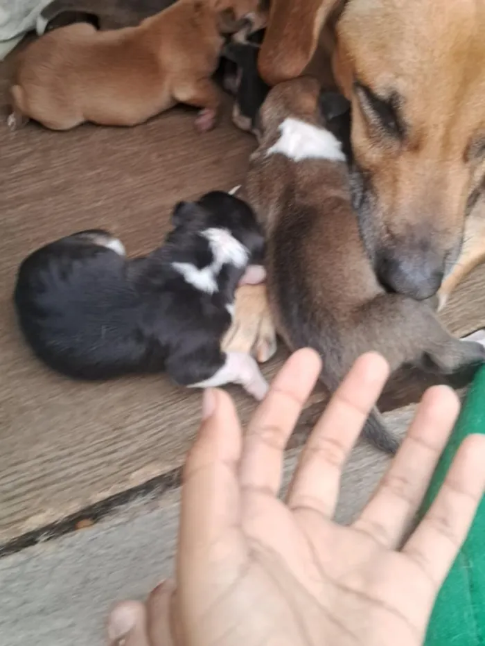 Cachorro raça SRD-ViraLata idade Abaixo de 2 meses nome São 9 filhotinhos 