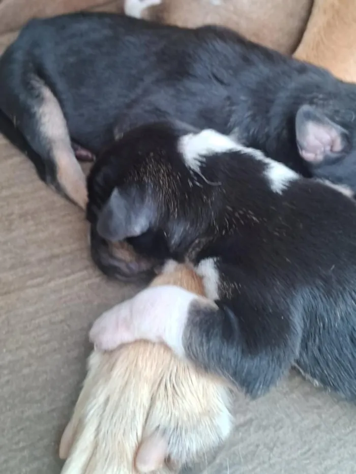 Cachorro raça SRD-ViraLata idade Abaixo de 2 meses nome São 9 filhotinhos 