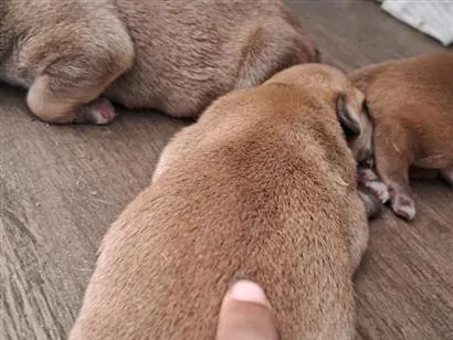 Cachorro raça SRD-ViraLata idade Abaixo de 2 meses nome São 9 filhotinhos 