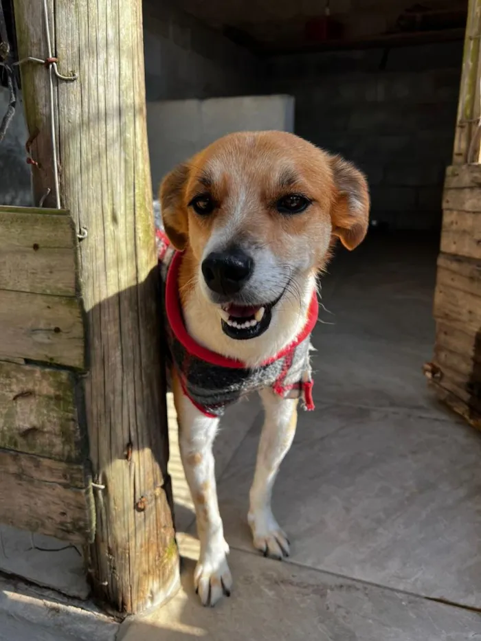 Cachorro raça SRD-ViraLata idade 3 anos nome Dinho