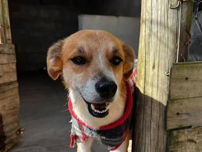 Cachorro raça SRD-ViraLata idade 3 anos nome Dinho