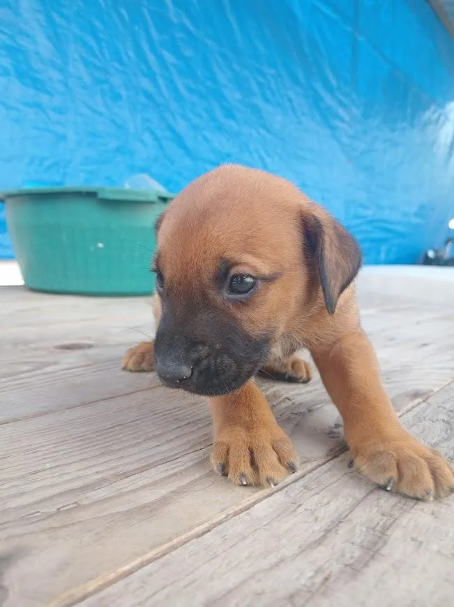 Cachorro raça SRD-ViraLata idade Abaixo de 2 meses nome sem nome