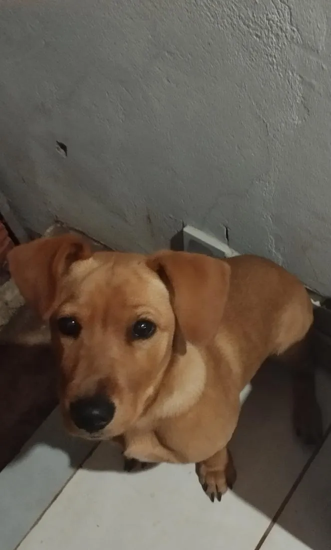 Cachorro raça SRD-ViraLata idade 7 a 11 meses nome Seth