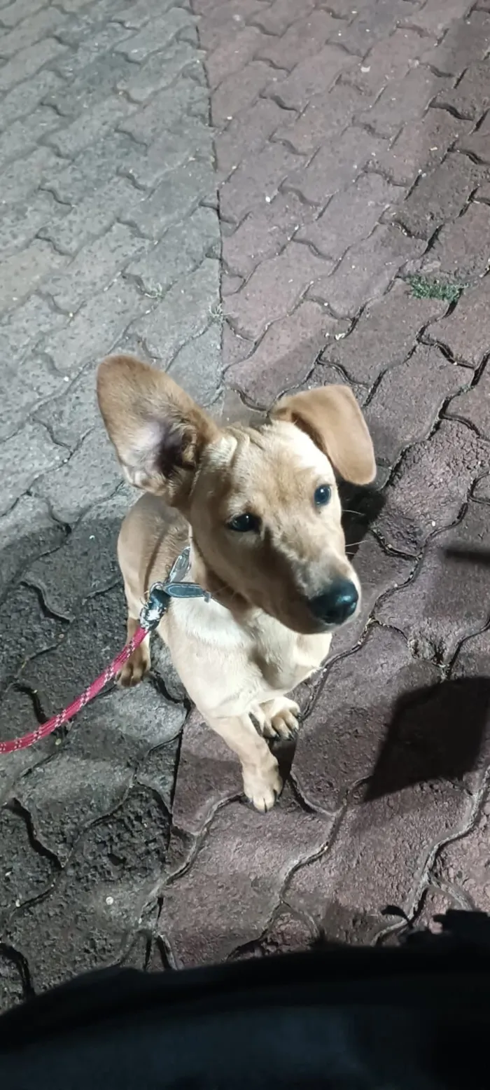 Cachorro raça SRD-ViraLata idade 7 a 11 meses nome Seth
