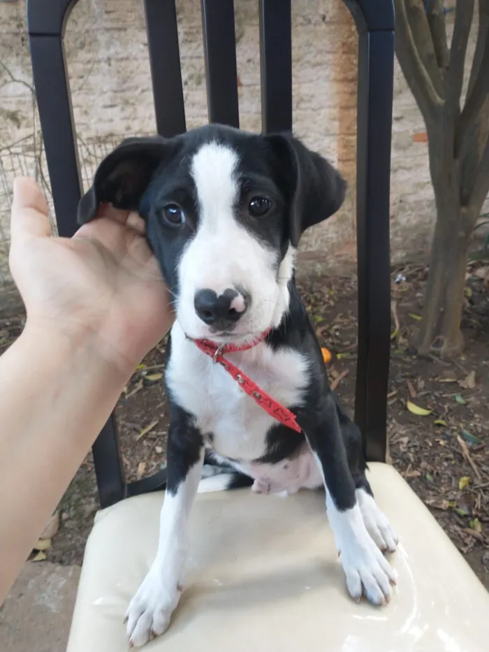 Cachorro raça SRD-ViraLata idade 2 a 6 meses nome Sem Nome