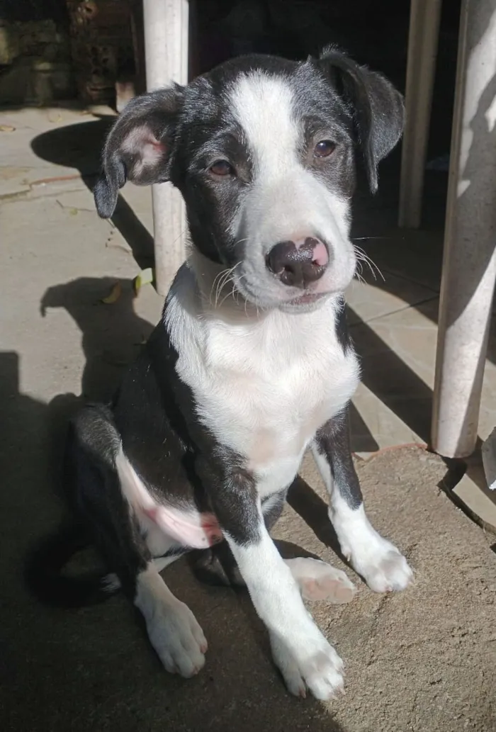 Cachorro raça SRD-ViraLata idade 2 a 6 meses nome Sem Nome