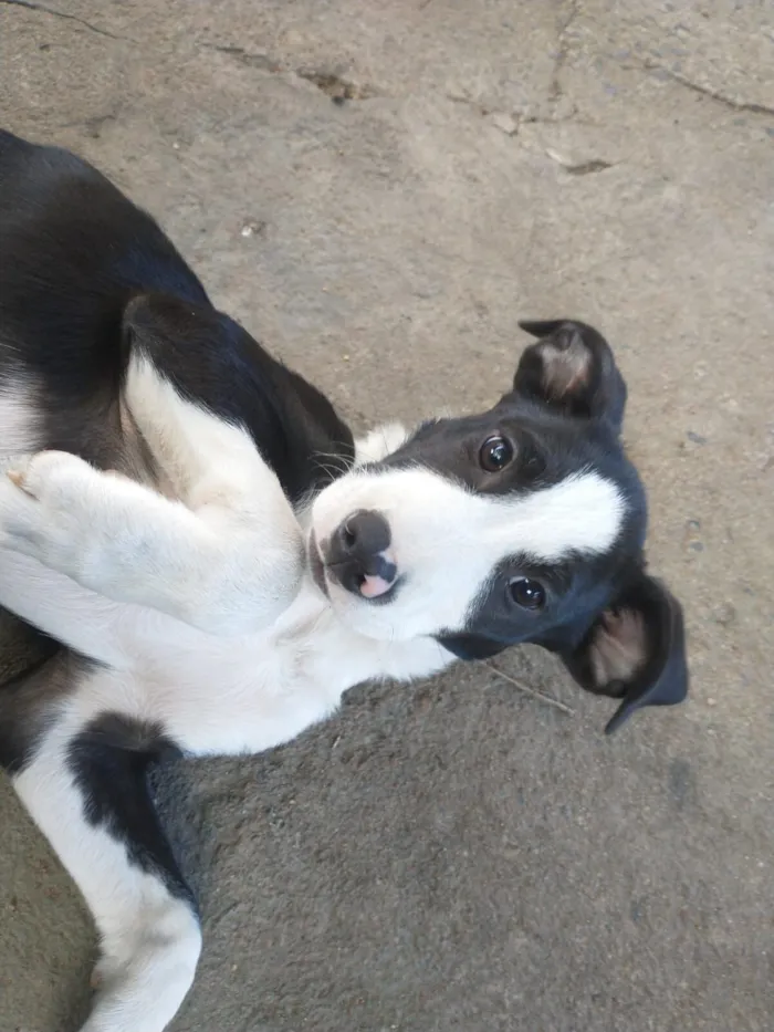 Cachorro raça SRD-ViraLata idade 2 a 6 meses nome Sem Nome