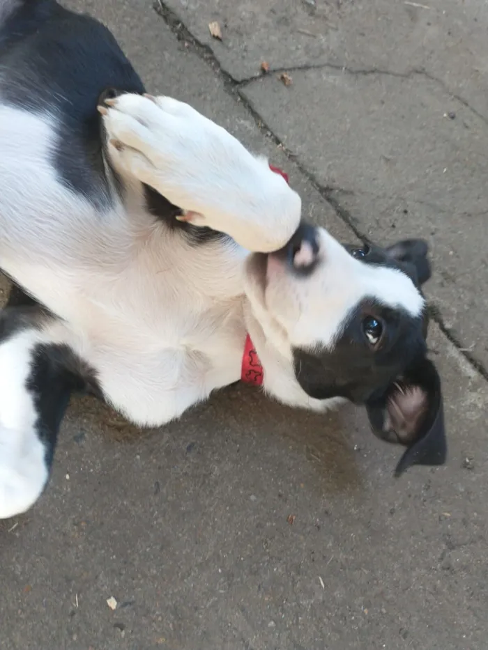 Cachorro raça SRD-ViraLata idade 2 a 6 meses nome Sem Nome