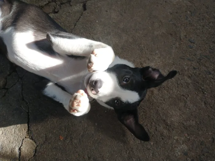 Cachorro raça SRD-ViraLata idade 2 a 6 meses nome Sem Nome