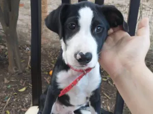 Cachorro raça SRD-ViraLata idade 2 a 6 meses nome Sem Nome