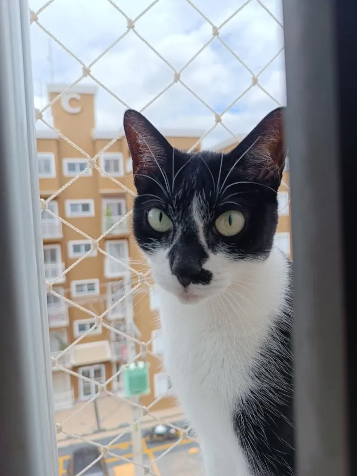 Gato raça SRD-ViraLata idade 5 anos nome Bulma