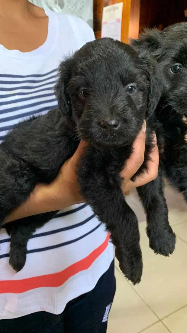 Cachorro raça SRD-ViraLata idade Abaixo de 2 meses nome Max e Preto