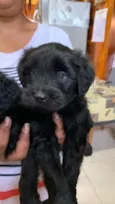 Max e Preto