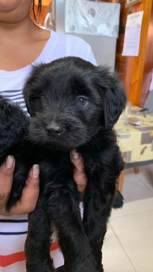 Cachorro raça SRD-ViraLata idade Abaixo de 2 meses nome Max e Preto