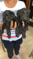 Max e Preto
