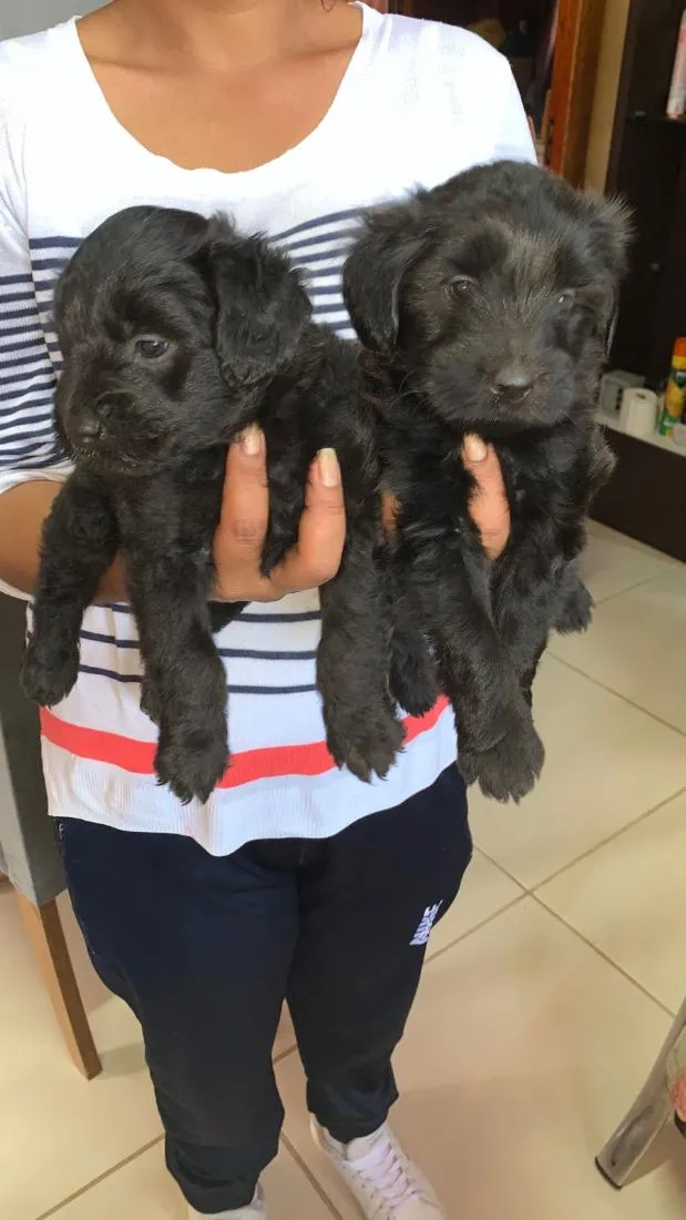 Cachorro raça SRD-ViraLata idade Abaixo de 2 meses nome Max e Preto