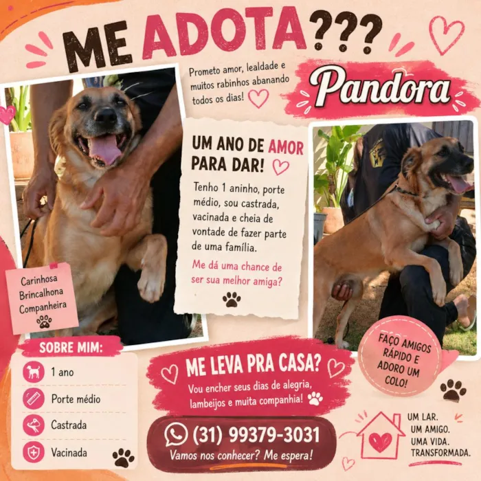 Cachorro raça SRD-ViraLata idade 1 ano nome Pandora