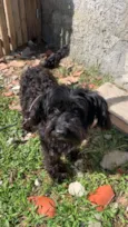 pretinha