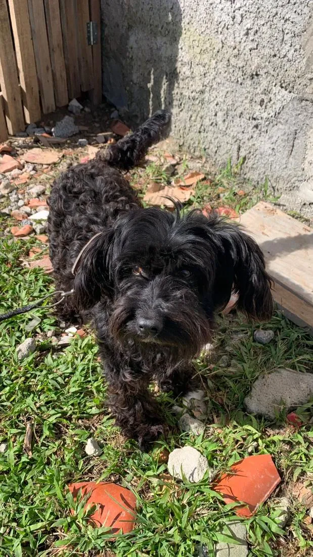 Cachorro raça SRD-ViraLata idade 3 anos nome pretinha
