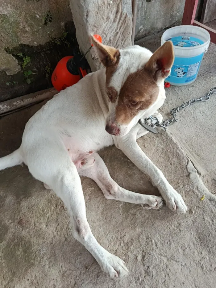 Cachorro raça SRD-ViraLata idade 3 anos nome não sei 